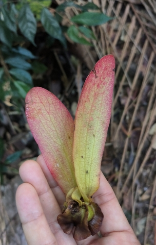 Dipterocarpus sublamellatus