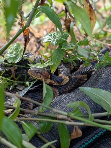 Banded Watersnake