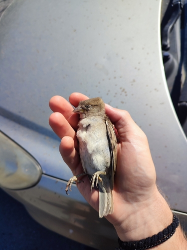 House Sparrow