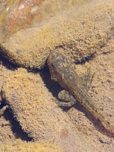 Iberian Green Frog
