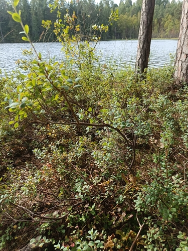 bog bilberry