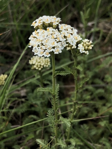 Achillea arabica · iNaturalist