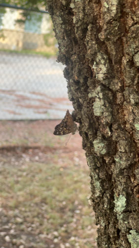 Hackberry Emperor