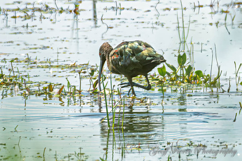 White-faced Ibis