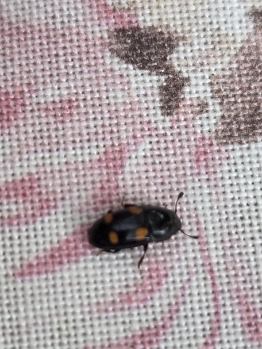 Glischrochilus hortensis