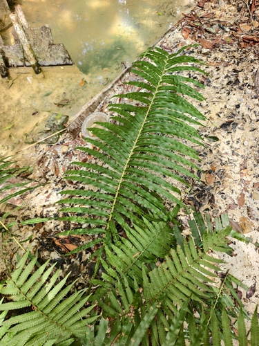 Oriental Blechnum