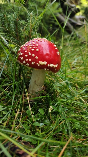 Fly Agaric