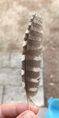 Eurasian Scops-Owl