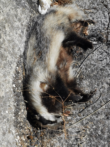 European Badger