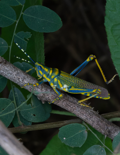 Painted Grasshopper
