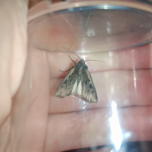 Square-Spot Dart