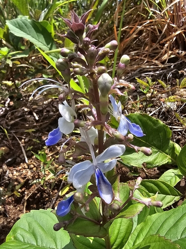 Blue Fountain Bush