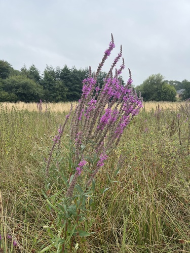 purple loosestrife