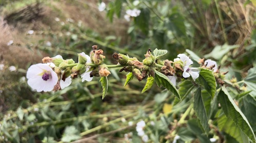 marsh mallow