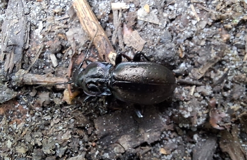 Bronze Ground Beetle