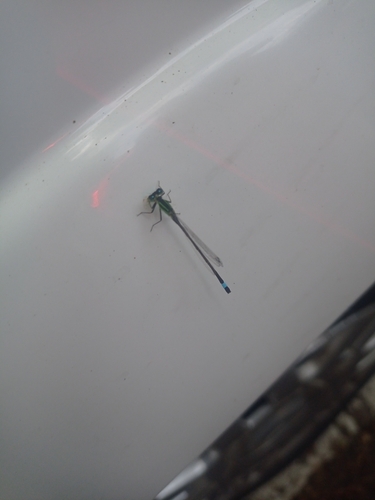 Blue-tailed Damselfly