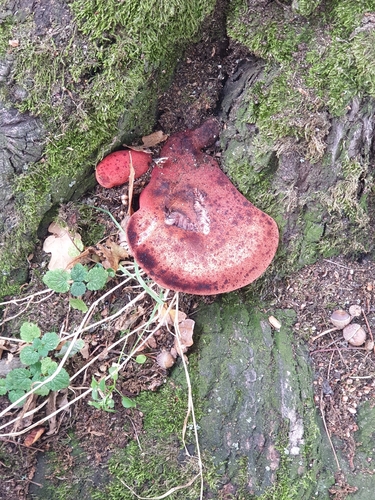 Beefsteak Polypore