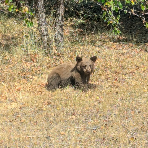 Black Bear sighting near East Kootenay