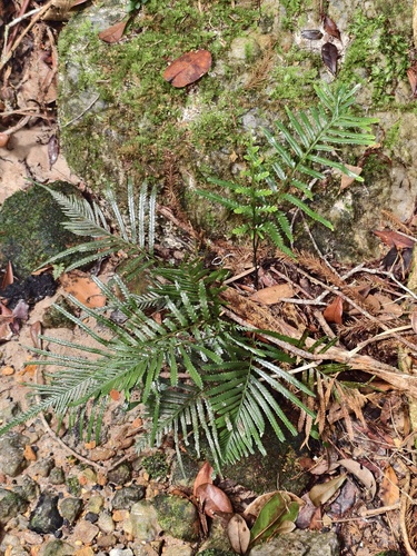 Tapeinidium pinnatum