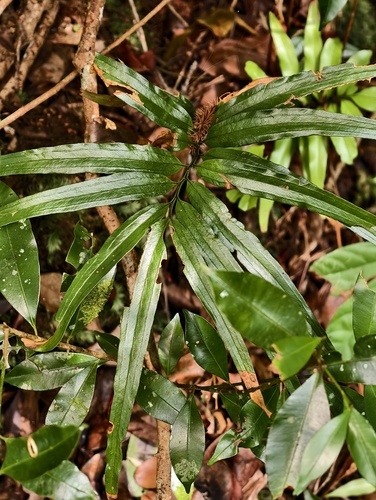 Taenitis blechnoides
