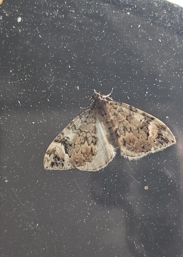 Dark Marbled Carpet