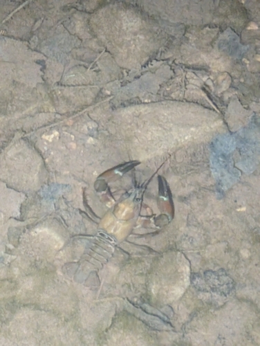 Signal Crayfish