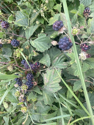 European dewberry