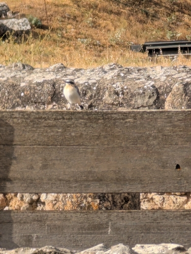 Northern Wheatear