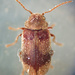 Ivy Boring Beetle - Photo (c) jesorg, all rights reserved