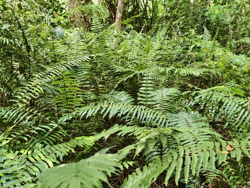 Broad Sword Fern