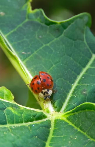 Asian Lady Beetle