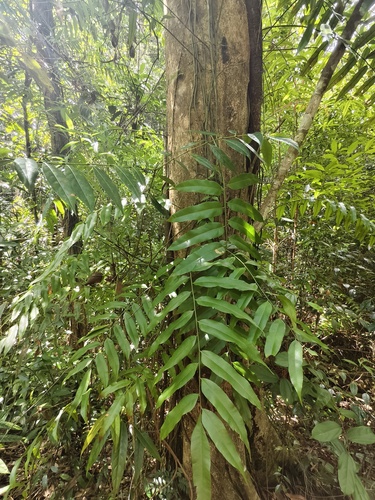 swamp vine fern