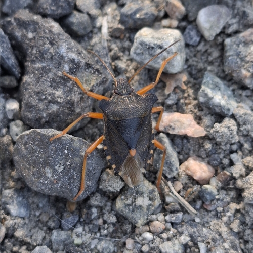 Forest Bug