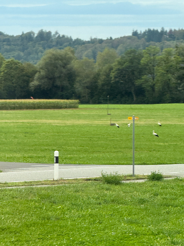 White Stork