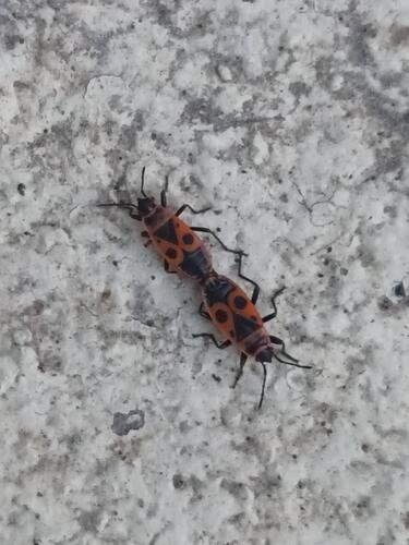European Firebug