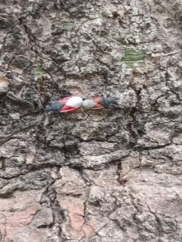 Lime seed bug