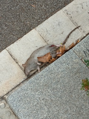 Brown Rat