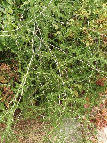 Spiny Asparagus