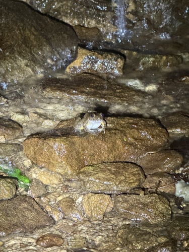 Ye's Spiny-vented Frog
