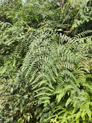 Water Fern