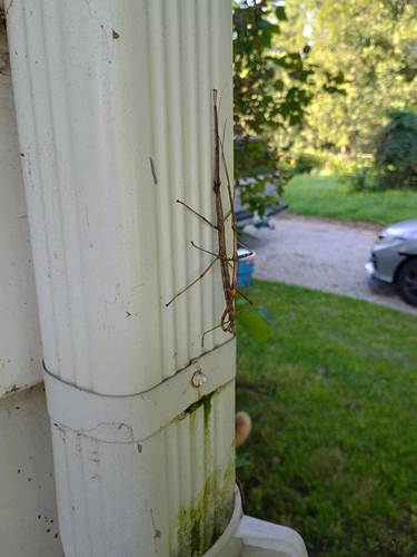 Northern Walkingstick