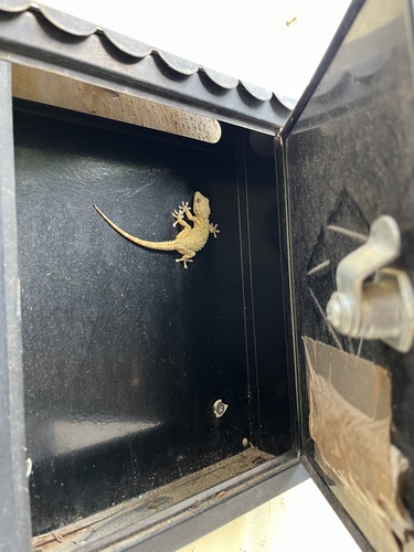 Moorish Gecko