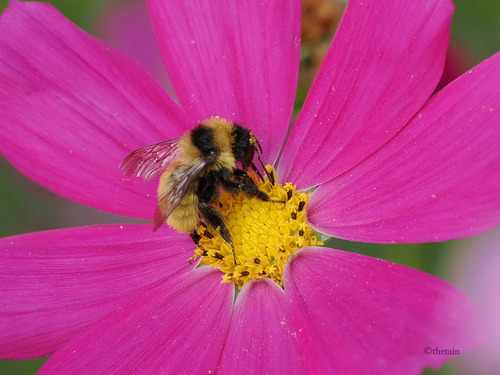 Bombus filchnerae
