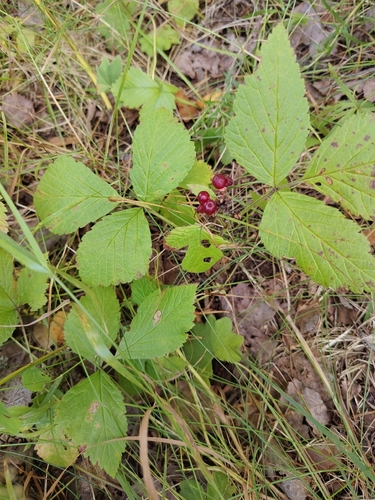 Stone Bramble