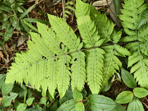 Pleocnemia irregularis