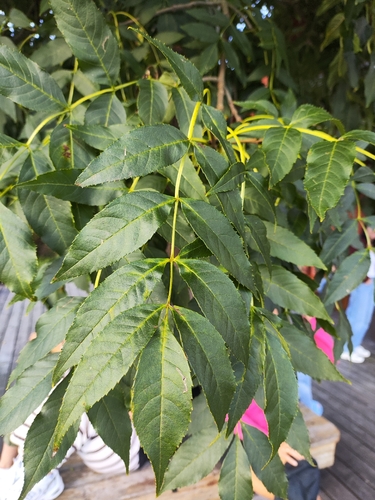 European ash