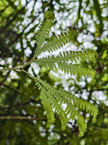 Sticherus hirtus