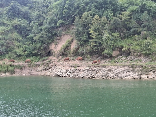 Domestic Cattle