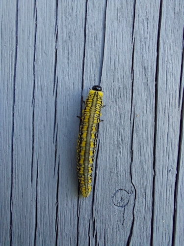 Introduced Pine Sawfly