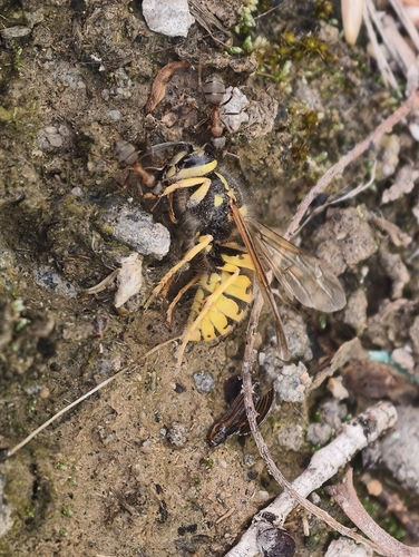 German Yellowjacket